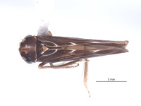 Agallidwipa bispinosa image