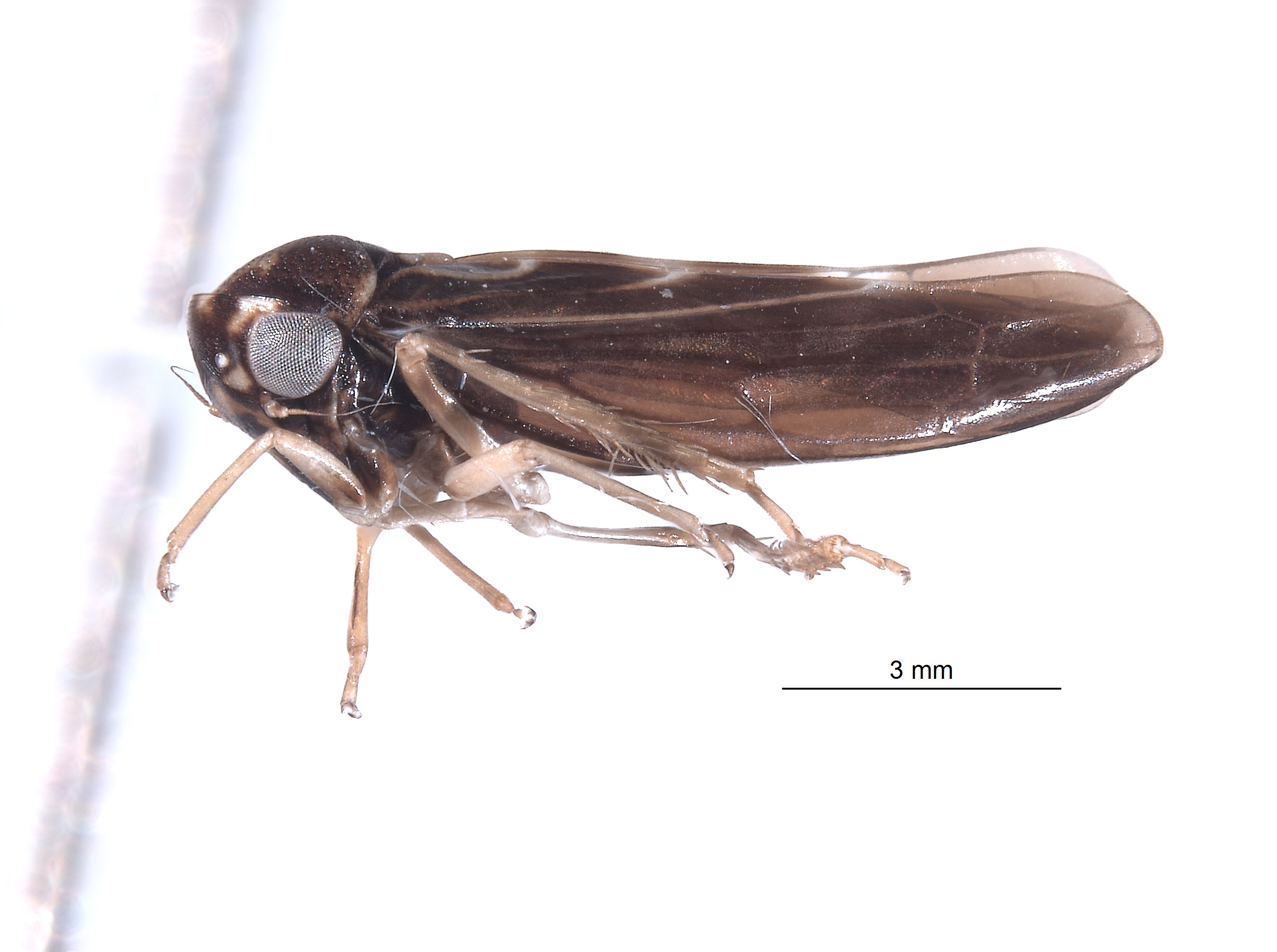 Agallidwipa bispinosa image