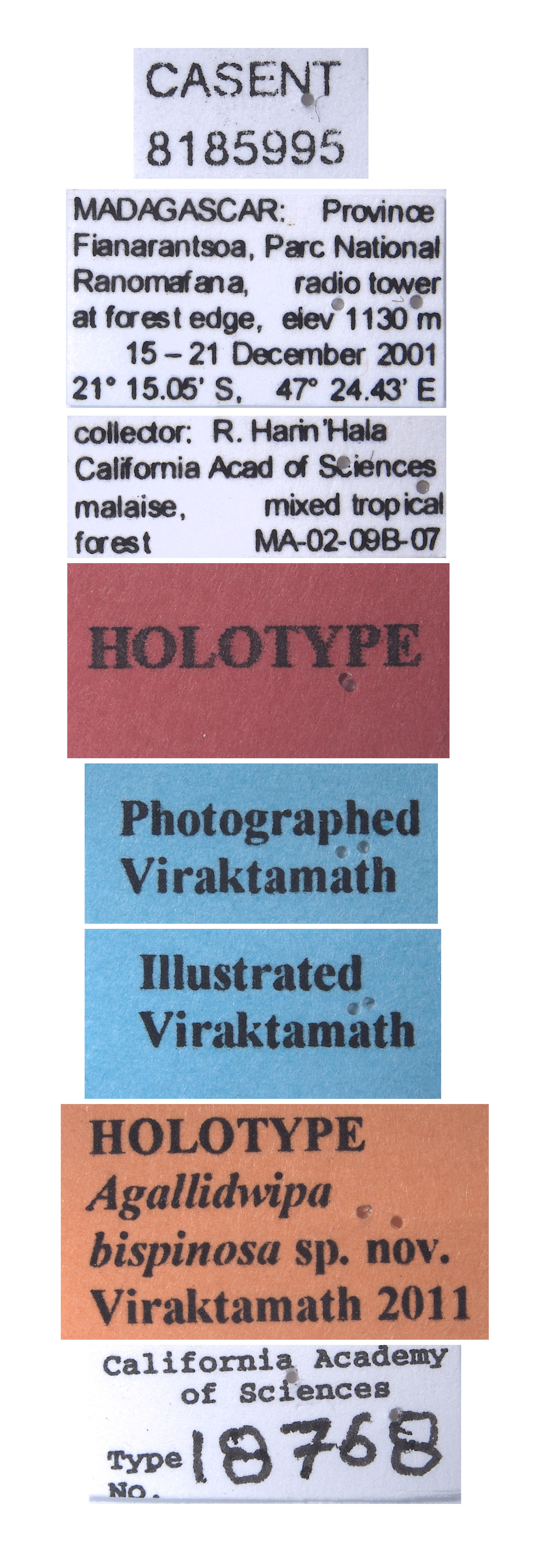 Agallidwipa bispinosa image