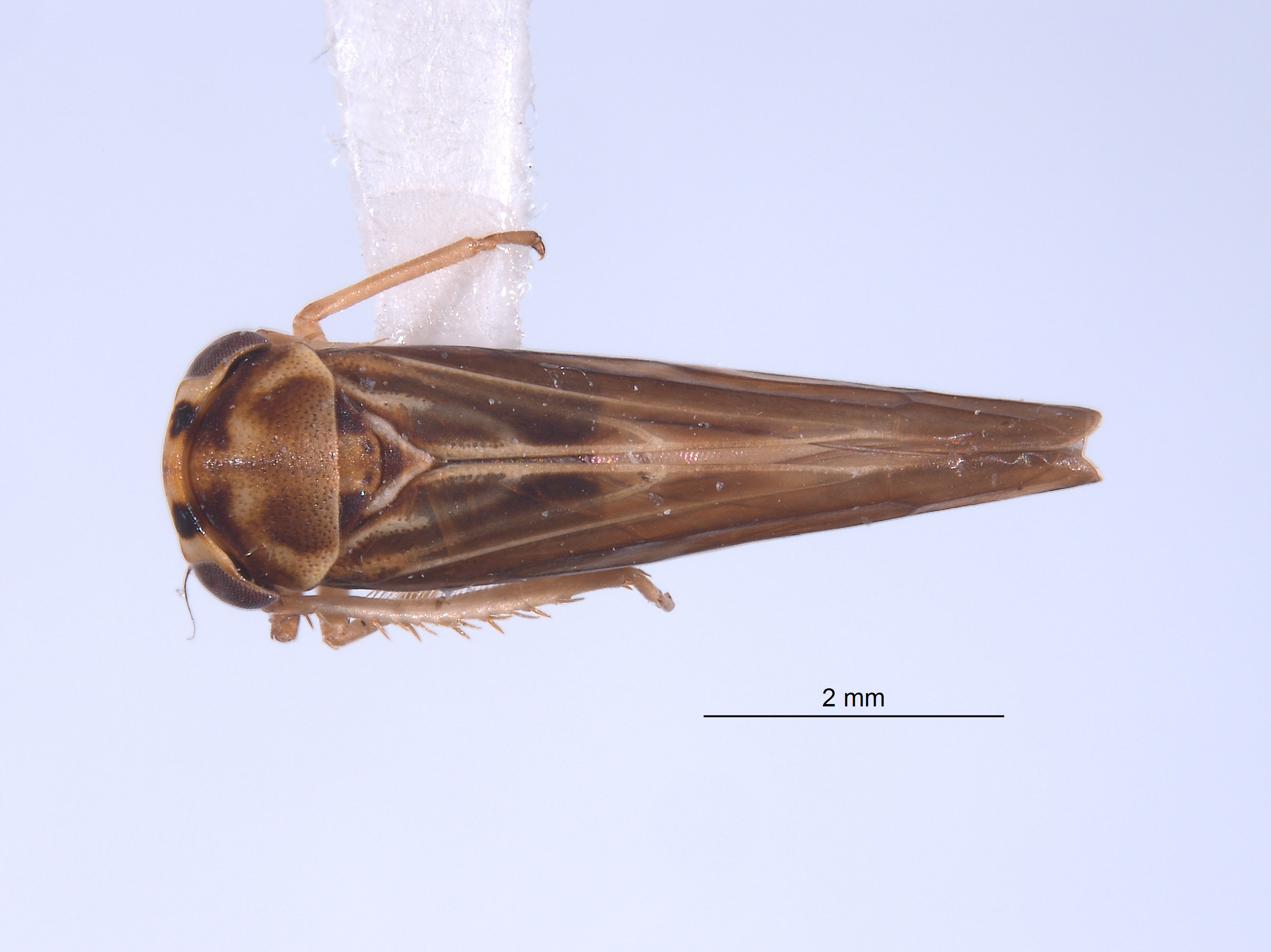 Agallidwipa webbi image