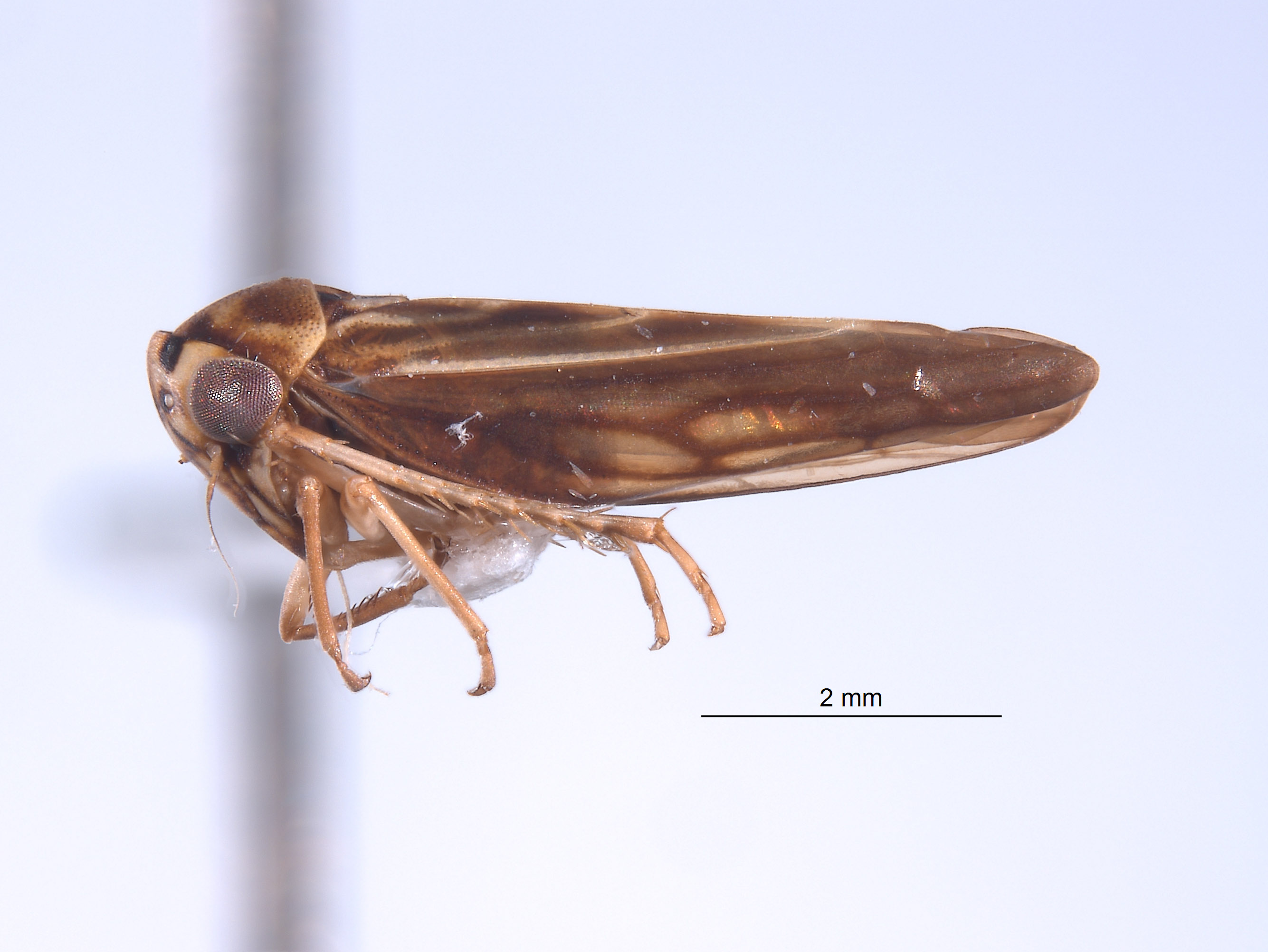 Agallidwipa webbi image