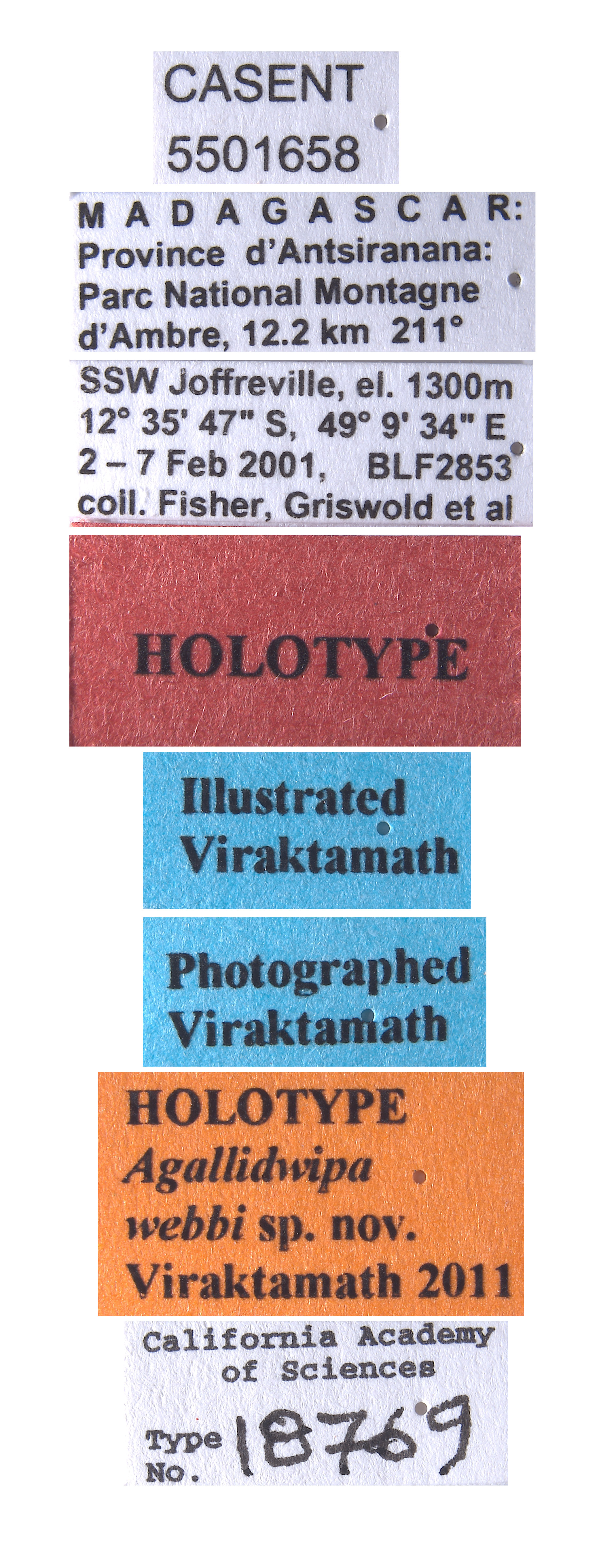 Agallidwipa webbi image