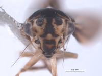 Igerna flavocosta image