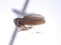 Igerna flavocosta image