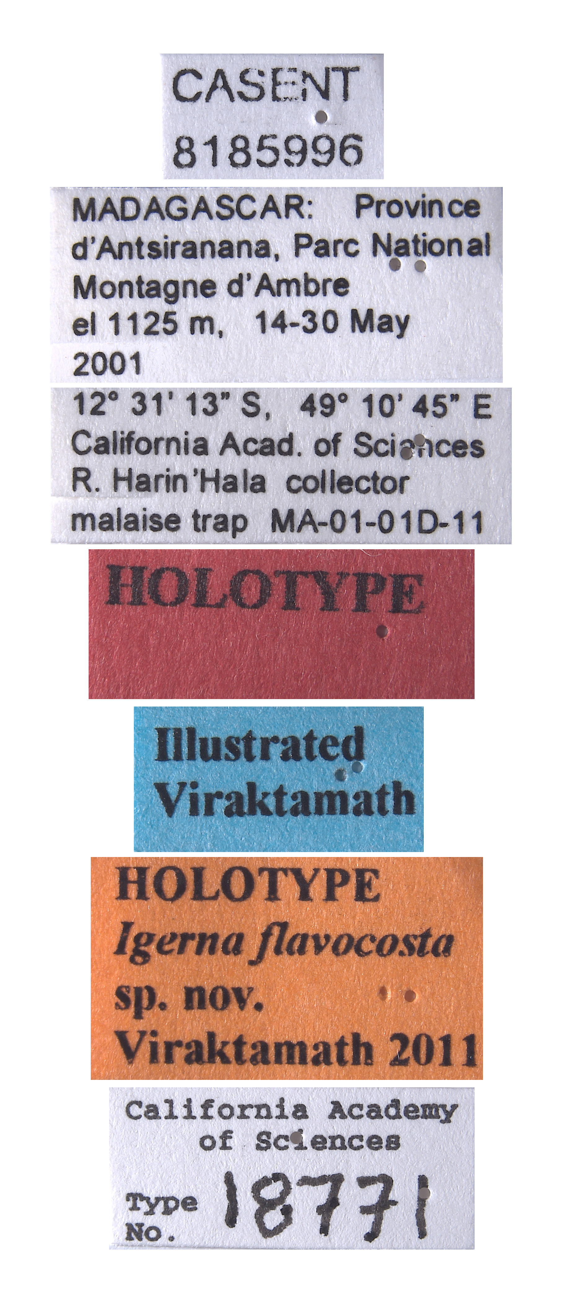 Igerna flavocosta image