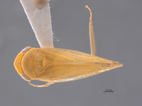 Image of Acostemma stilleri