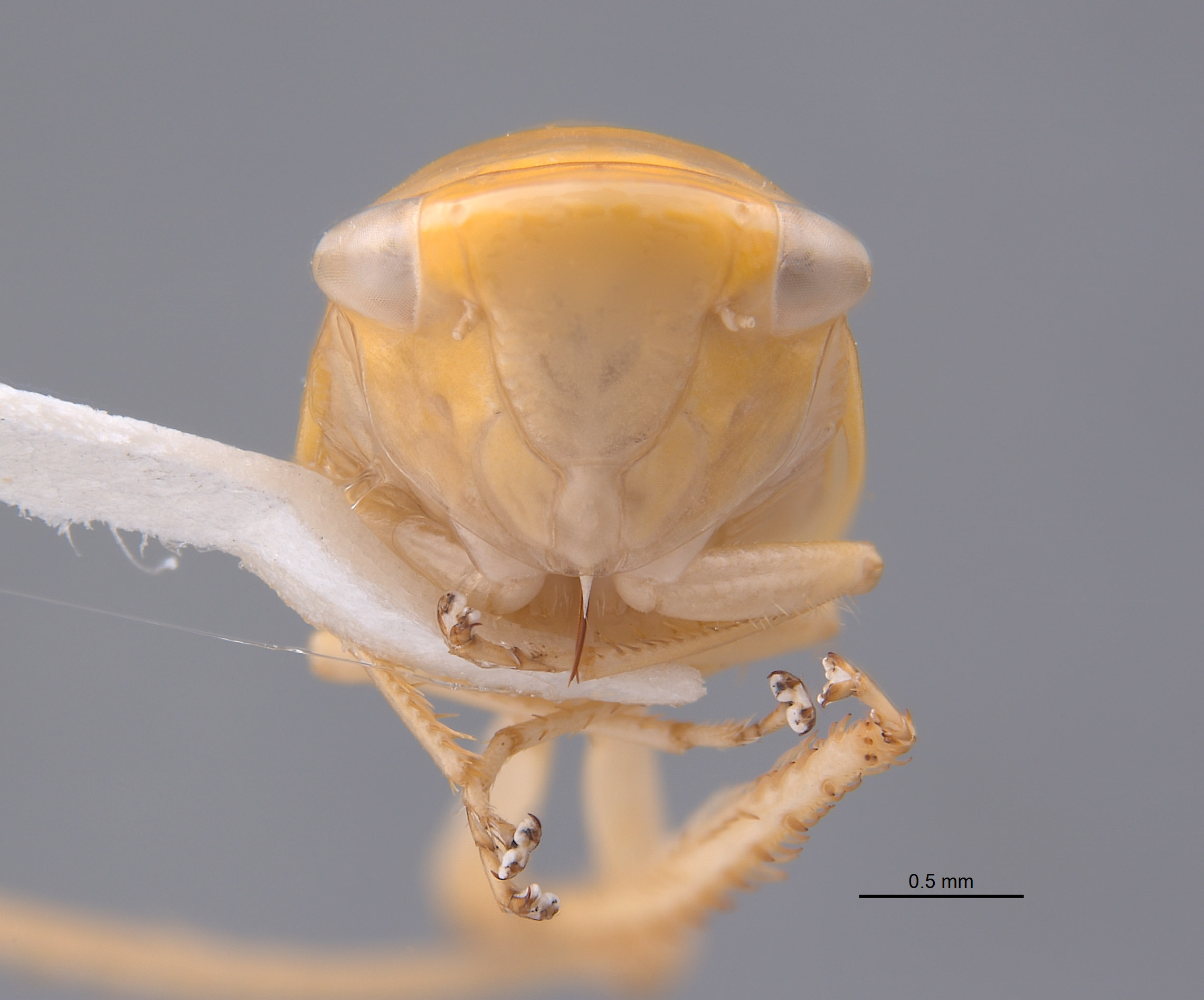 Acostemma stilleri image