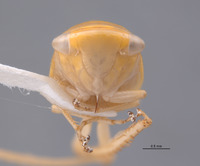 Acostemma stilleri image