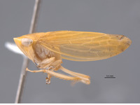 Acostemma stilleri image