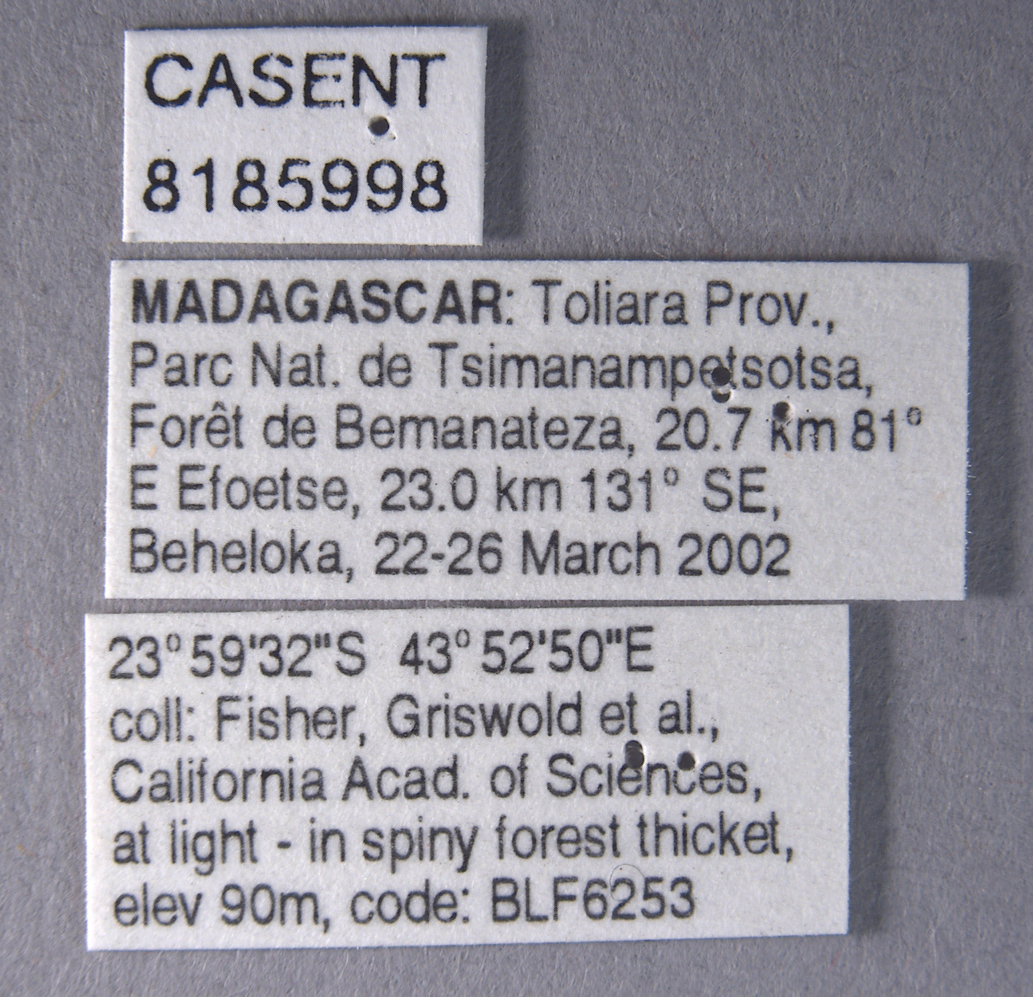 Acostemma stilleri image