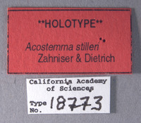 Acostemma stilleri image