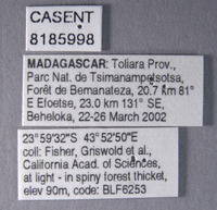 Acostemma stilleri image