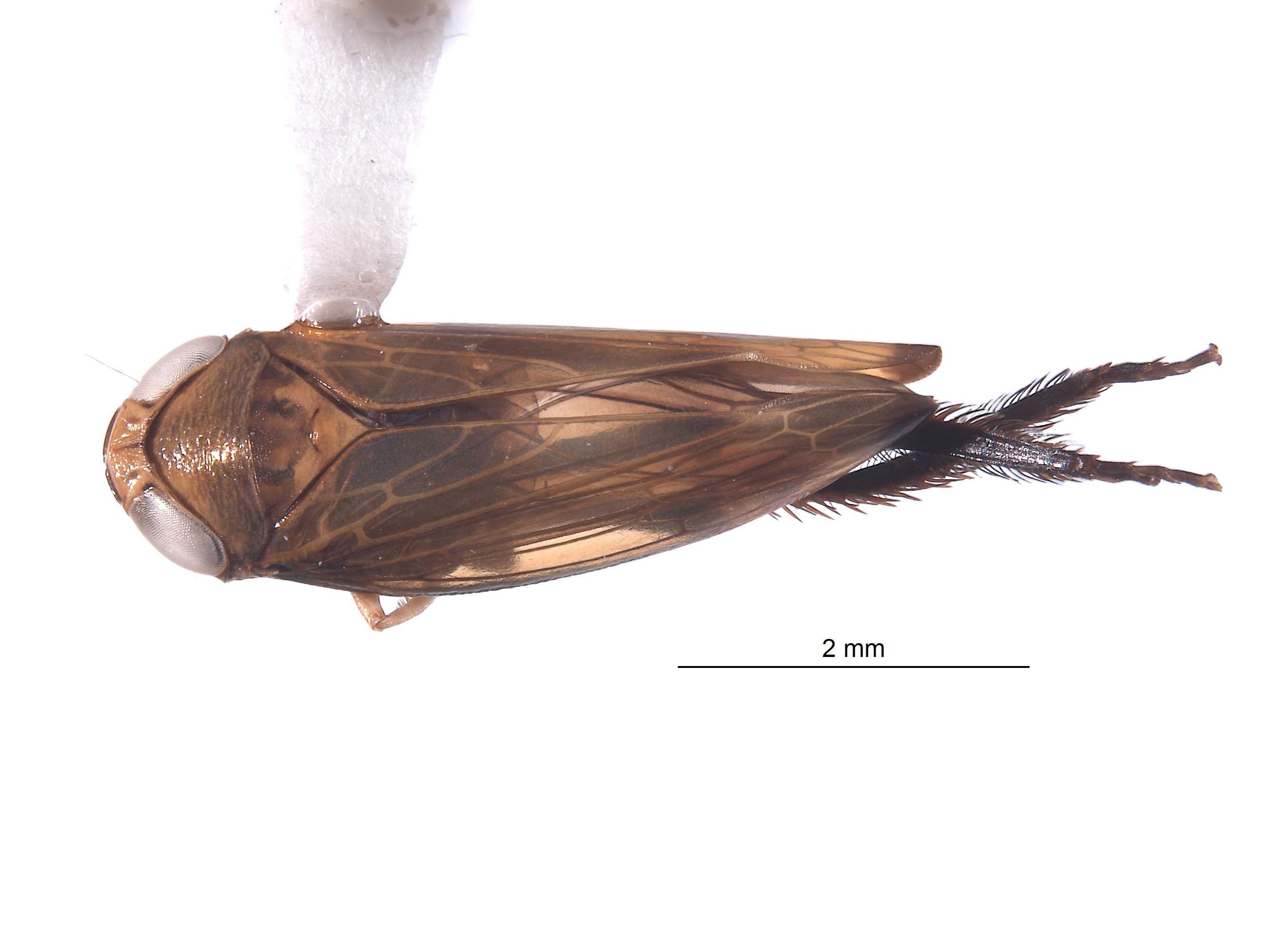 Alocoelidia chasei image