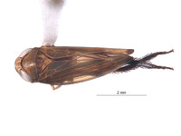 Alocoelidia chasei image