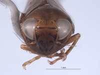 Alocoelidia chasei image