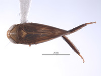 Alocoelidia maurae image