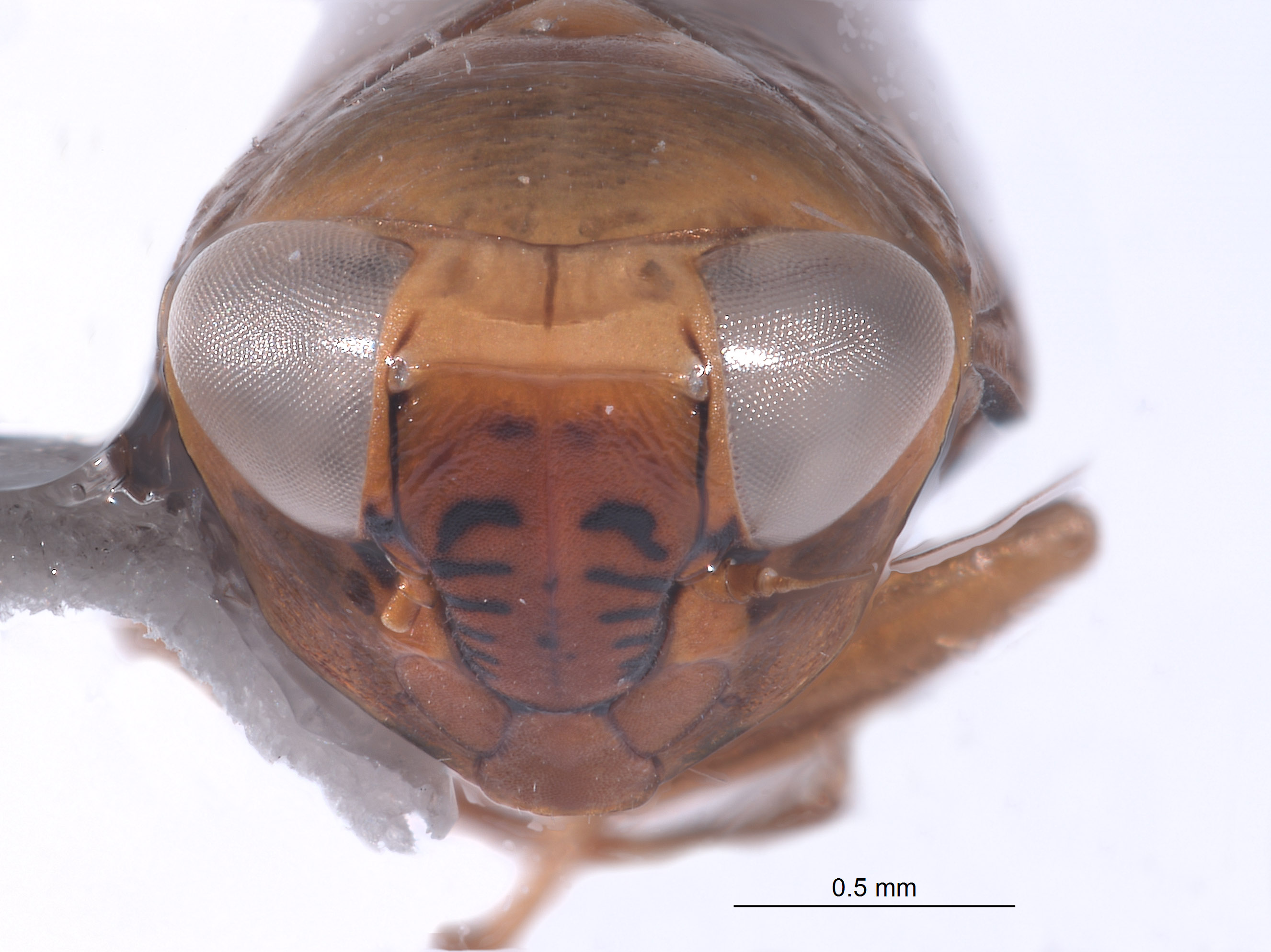 Alocoelidia maurae image