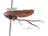 Alocoelidia maurae image