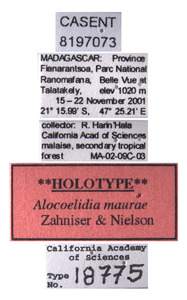 Alocoelidia maurae image