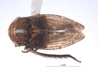 Goniagnathus emeljanovi image