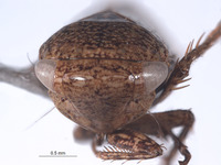 Goniagnathus emeljanovi image