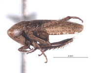 Goniagnathus emeljanovi image