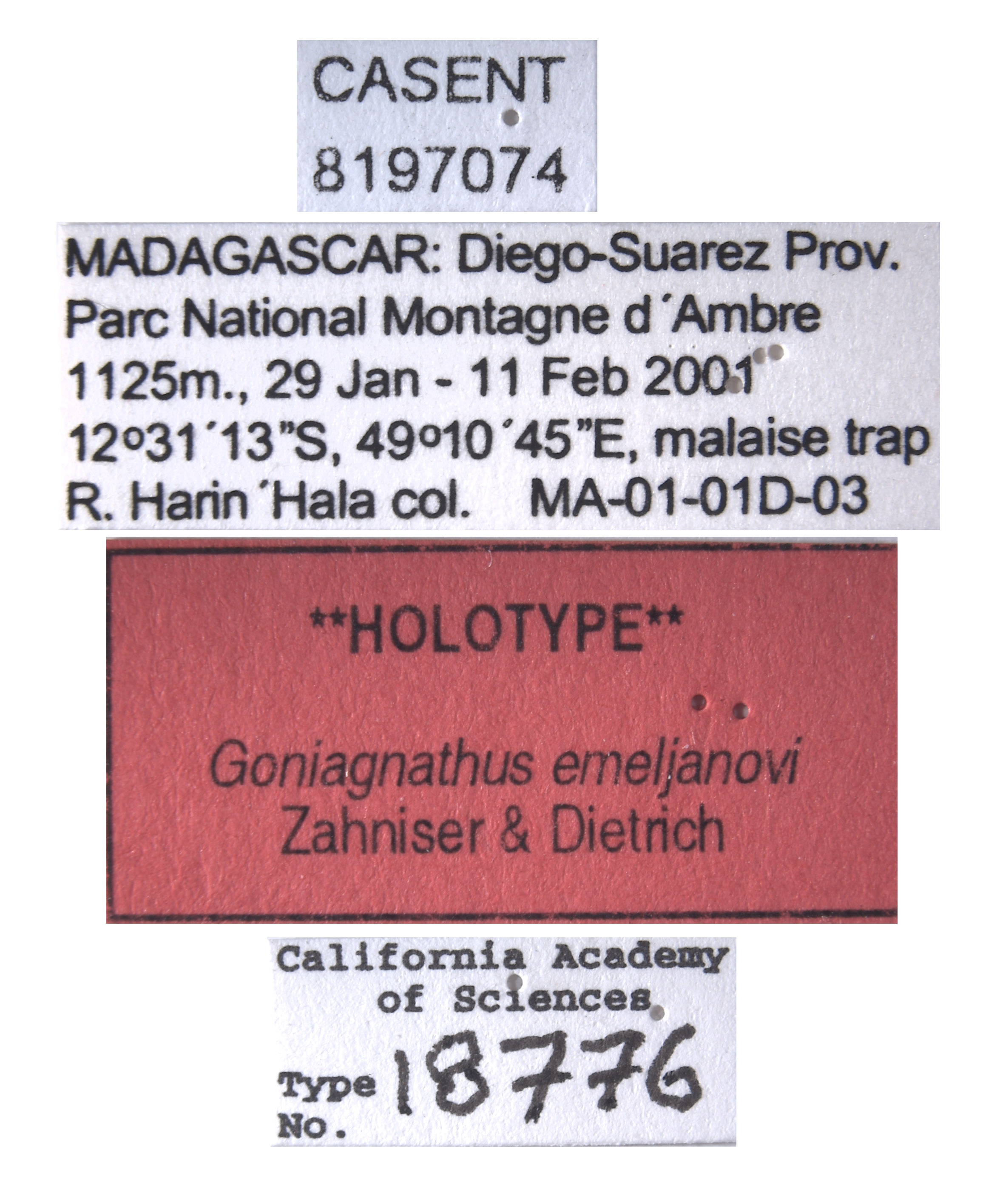 Goniagnathus emeljanovi image