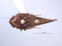 Ikelibeloha cristata image