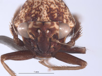 Ikelibeloha cristata image
