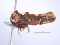Ikelibeloha cristata image