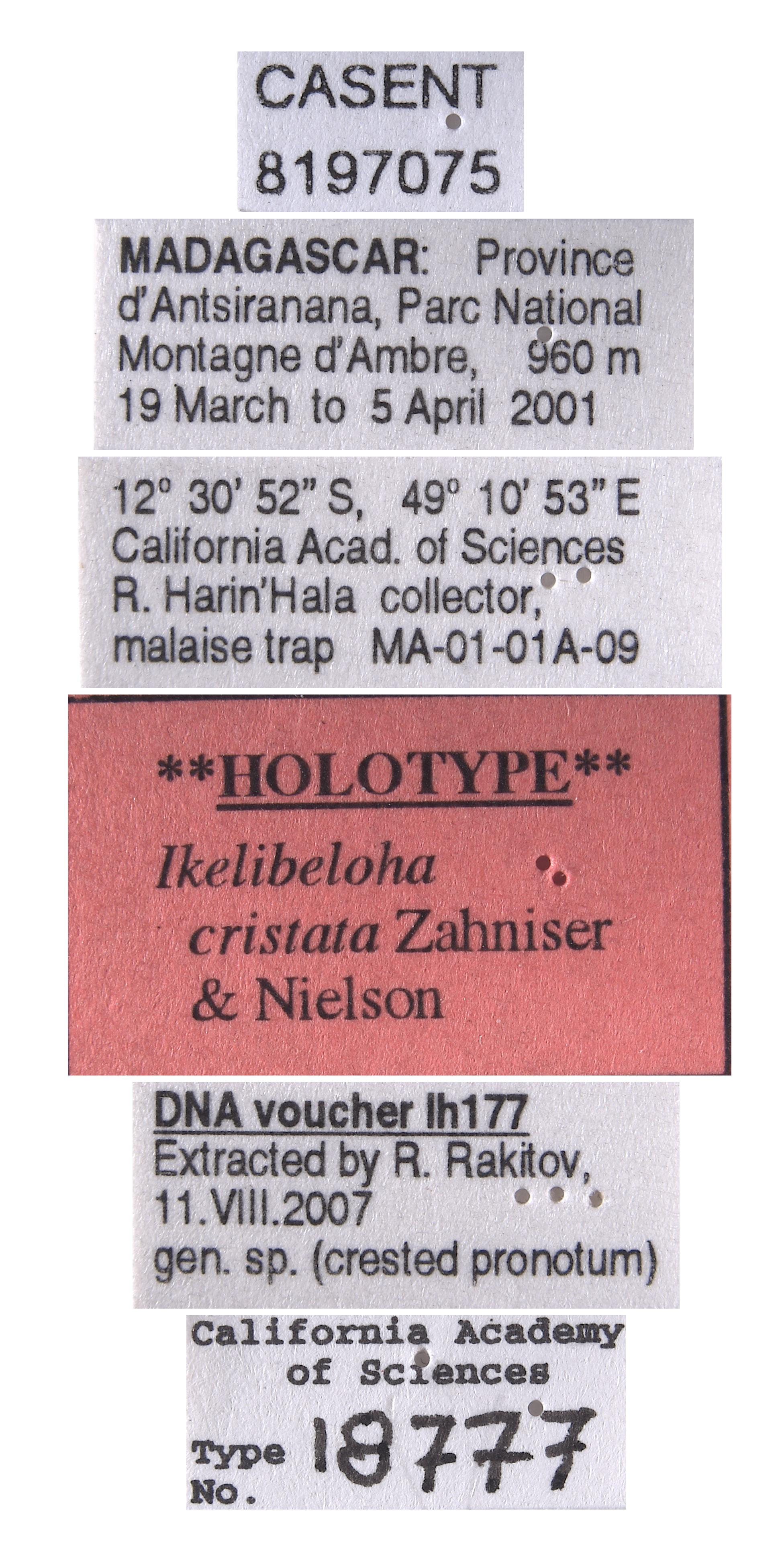 Ikelibeloha cristata image