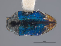 Image of Brachys barri