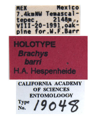 Brachys barri image