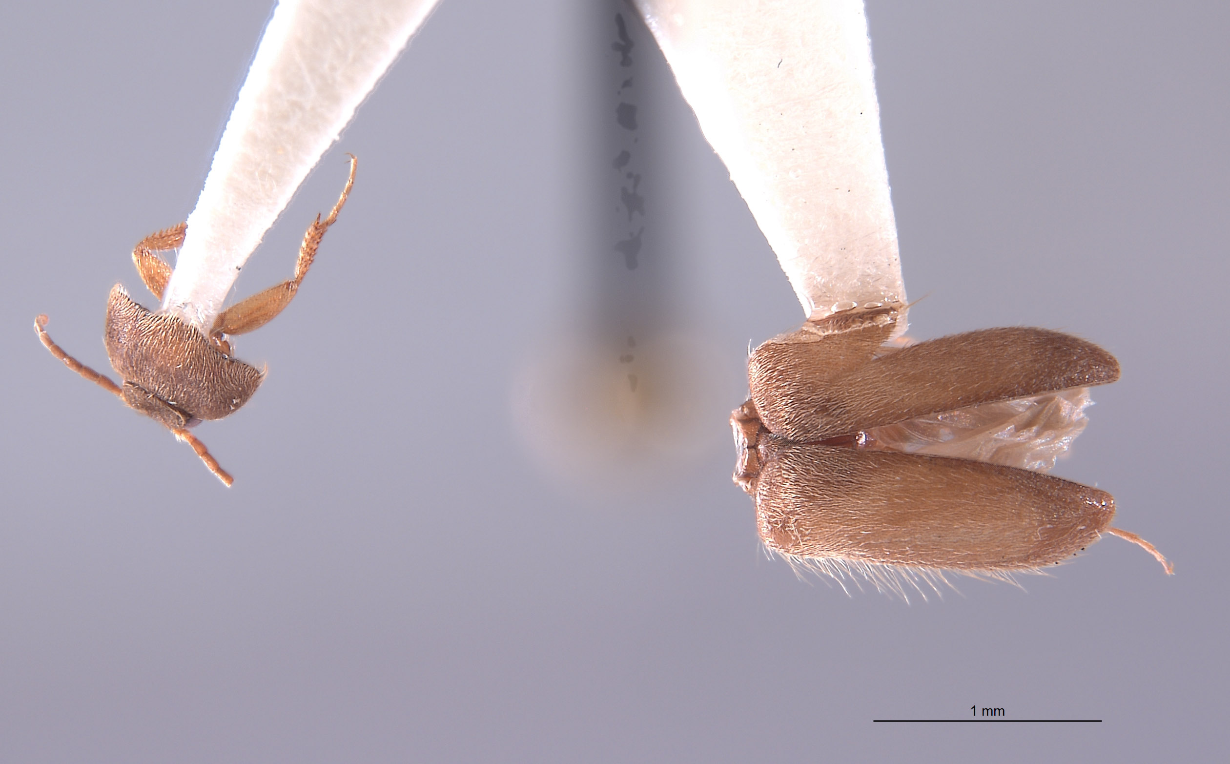 Apphianus yuccae image