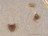 Apphianus yuccae image