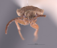 Apphianus yuccae image