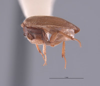 Apphianus yuccae image