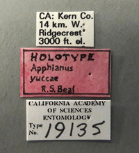 Apphianus yuccae image