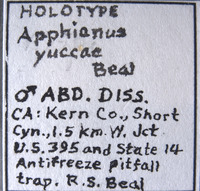 Apphianus yuccae image