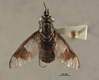 Chrysops longirostris image