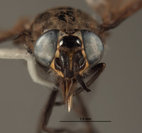 Image of Chrysops longirostris