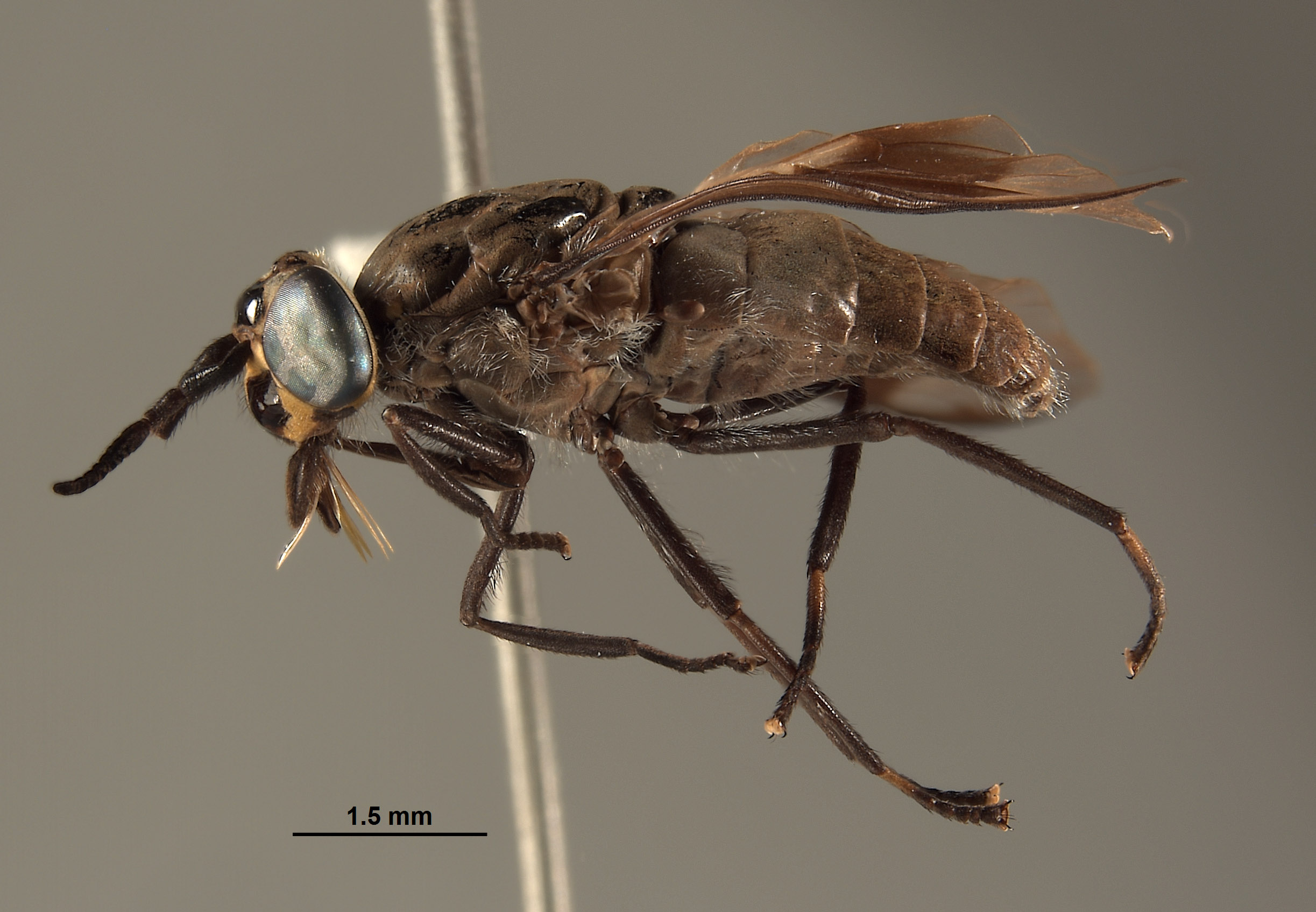 Chrysops longirostris image