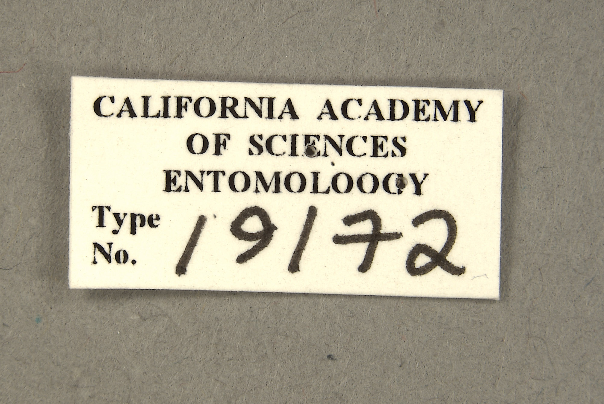 Chrysops longirostris image