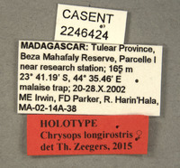 Chrysops longirostris image