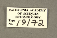 Chrysops longirostris image