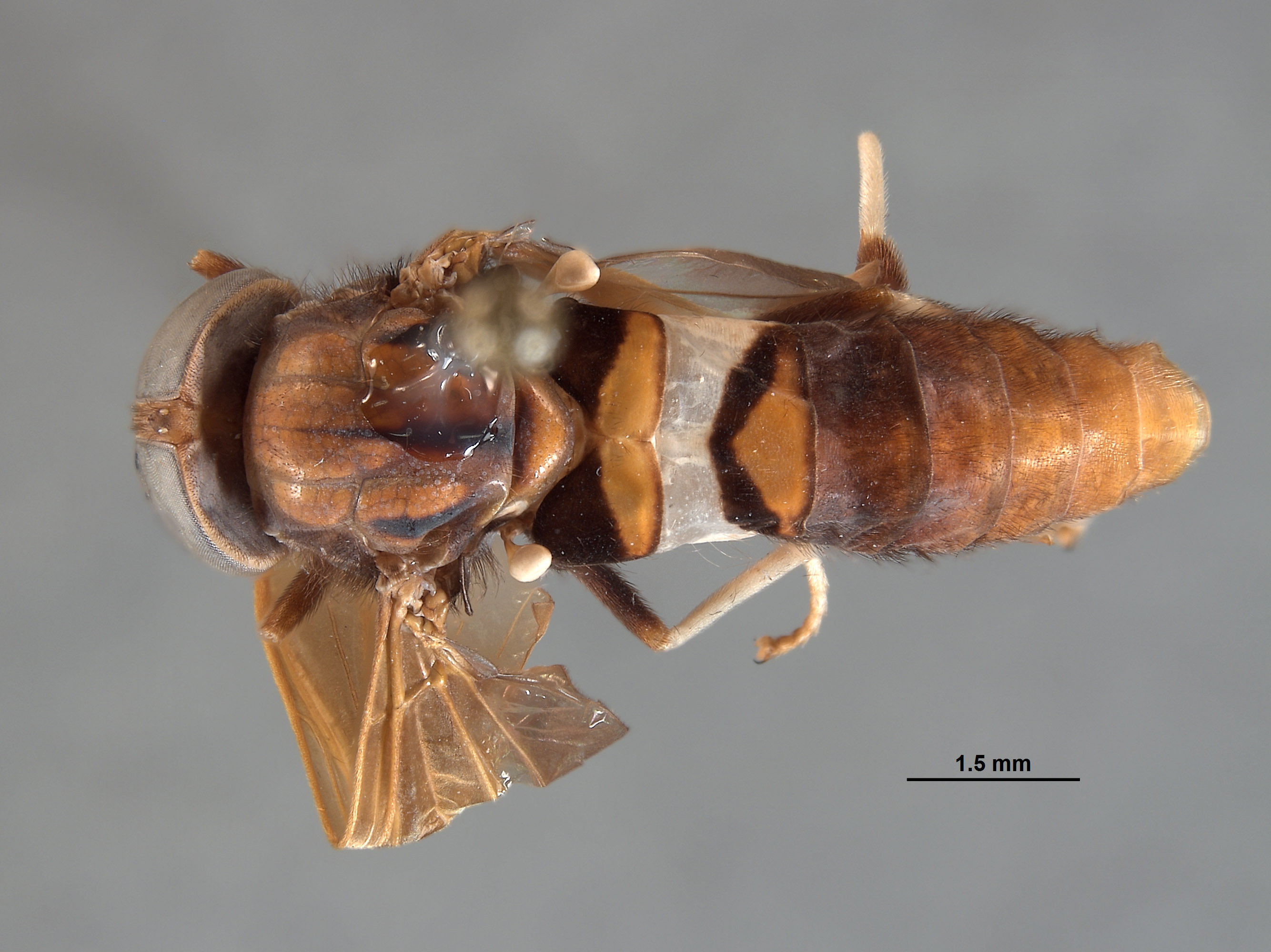 Oldroydiella albocincta image