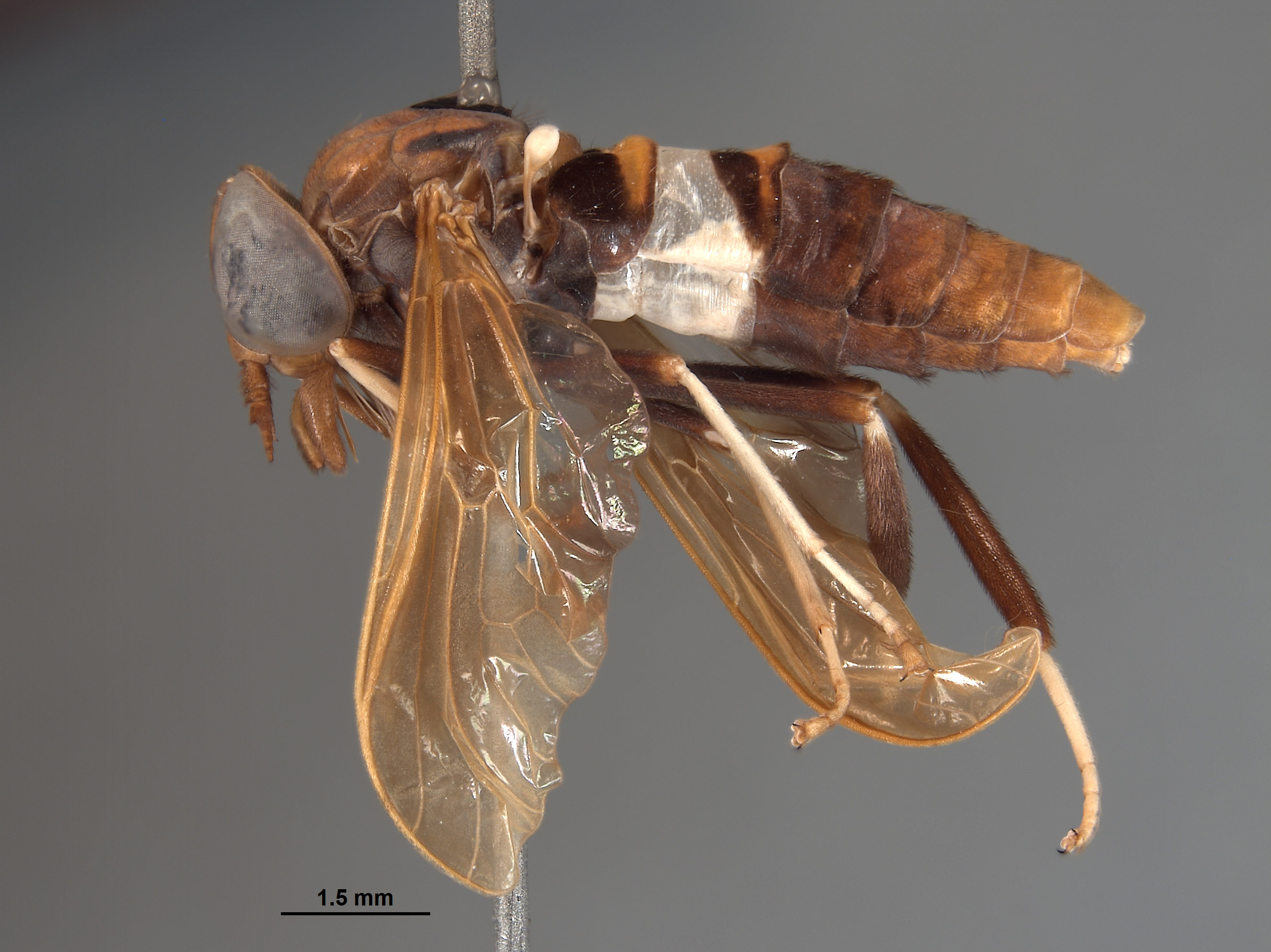 Oldroydiella albocincta image