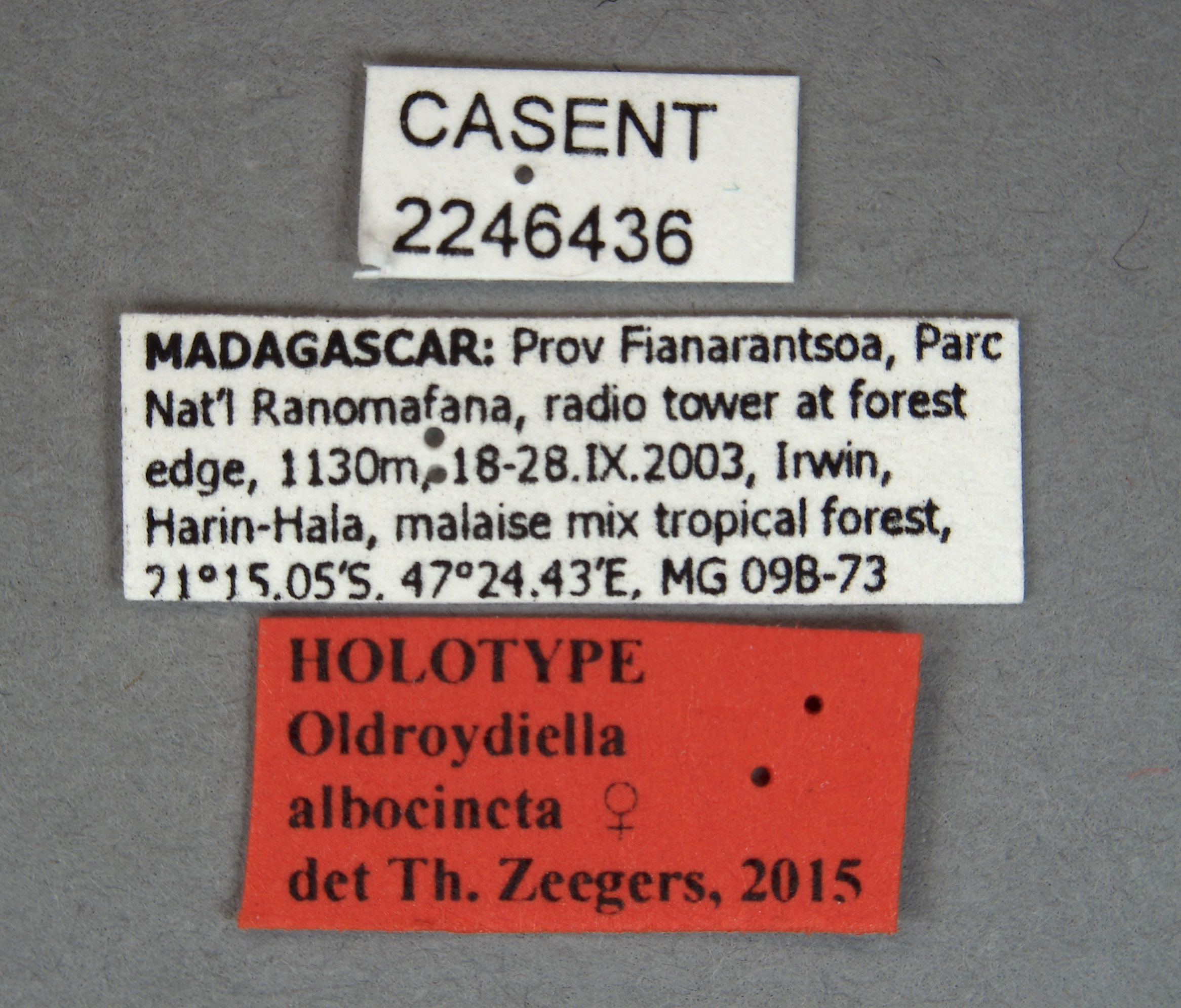 Oldroydiella albocincta image