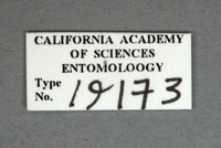 Oldroydiella albocincta image