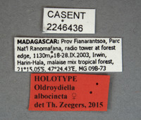 Oldroydiella albocincta image